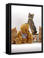 Domestic Cat, Two Ginger Kittens and a Tabby with Ginger Teddy Bear-Jane Burton-Framed Stretched Canvas
