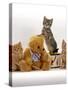 Domestic Cat, Two Ginger Kittens and a Tabby with Ginger Teddy Bear-Jane Burton-Stretched Canvas