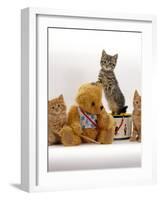 Domestic Cat, Two Ginger Kittens and a Tabby with Ginger Teddy Bear-Jane Burton-Framed Photographic Print