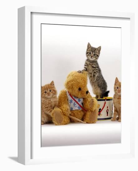 Domestic Cat, Two Ginger Kittens and a Tabby with Ginger Teddy Bear-Jane Burton-Framed Photographic Print