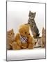 Domestic Cat, Two Ginger Kittens and a Tabby with Ginger Teddy Bear-Jane Burton-Mounted Photographic Print