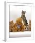 Domestic Cat, Two Ginger Kittens and a Tabby with Ginger Teddy Bear-Jane Burton-Framed Photographic Print