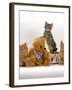 Domestic Cat, Two Ginger Kittens and a Tabby with Ginger Teddy Bear-Jane Burton-Framed Photographic Print