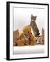 Domestic Cat, Two Ginger Kittens and a Tabby with Ginger Teddy Bear-Jane Burton-Framed Photographic Print