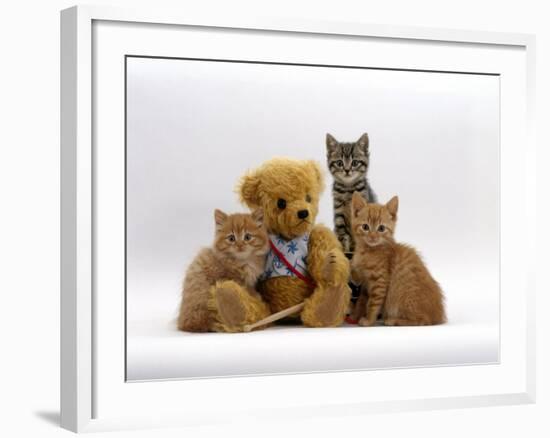 Domestic Cat, Two Ginger Kittens and a Tabby with Ginger Teddy Bear-Jane Burton-Framed Photographic Print