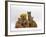 Domestic Cat, Two Ginger Kittens and a Tabby with Ginger Teddy Bear-Jane Burton-Framed Photographic Print