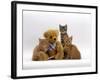 Domestic Cat, Two Ginger Kittens and a Tabby with Ginger Teddy Bear-Jane Burton-Framed Photographic Print