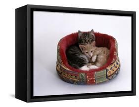 Domestic Cat, Two Kittens in Oval Bed-Jane Burton-Framed Stretched Canvas