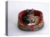 Domestic Cat, Two Kittens in Oval Bed-Jane Burton-Stretched Canvas
