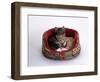 Domestic Cat, Two Kittens in Oval Bed-Jane Burton-Framed Premium Photographic Print