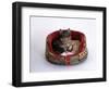 Domestic Cat, Two Kittens in Oval Bed-Jane Burton-Framed Premium Photographic Print