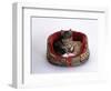 Domestic Cat, Two Kittens in Oval Bed-Jane Burton-Framed Premium Photographic Print