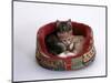 Domestic Cat, Two Kittens in Oval Bed-Jane Burton-Mounted Premium Photographic Print