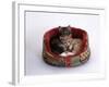 Domestic Cat, Two Kittens in Oval Bed-Jane Burton-Framed Photographic Print