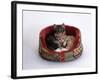 Domestic Cat, Two Kittens in Oval Bed-Jane Burton-Framed Photographic Print