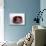 Domestic Cat, Two Kittens in Oval Bed-Jane Burton-Mounted Photographic Print displayed on a wall