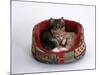 Domestic Cat, Two Kittens in Oval Bed-Jane Burton-Mounted Photographic Print