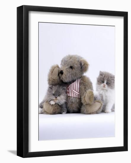 Domestic Cat, Two Persian Kittens with Teddy Bear-Jane Burton-Framed Photographic Print