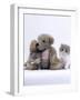 Domestic Cat, Two Persian Kittens with Teddy Bear-Jane Burton-Framed Photographic Print