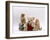 Domestic Cat, Two Red Burmese-Cross Kittens with Teddy Bear-Jane Burton-Framed Photographic Print