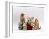 Domestic Cat, Two Red Burmese-Cross Kittens with Teddy Bear-Jane Burton-Framed Photographic Print