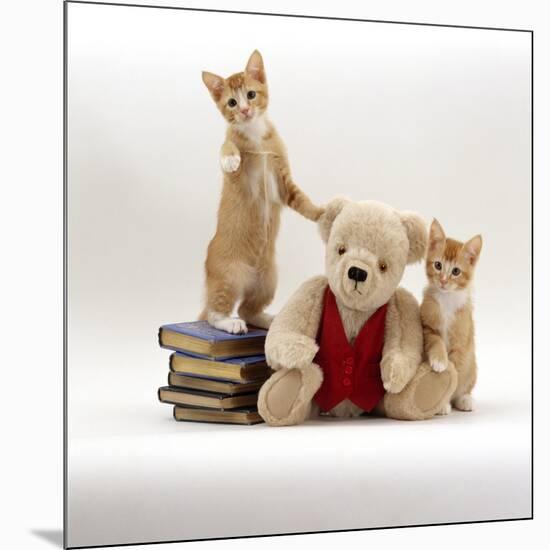 Domestic Cat, Two Red Kittens with Cream Teddy Bear in Red Waistcoat-Jane Burton-Mounted Photographic Print