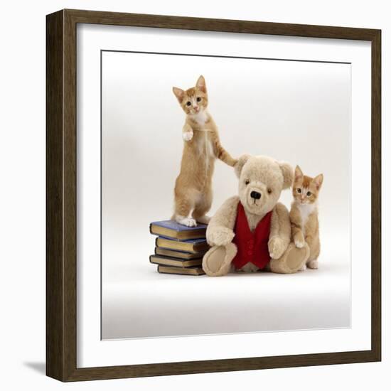 Domestic Cat, Two Red Kittens with Cream Teddy Bear in Red Waistcoat-Jane Burton-Framed Photographic Print