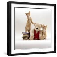 Domestic Cat, Two Red Kittens with Cream Teddy Bear in Red Waistcoat-Jane Burton-Framed Photographic Print