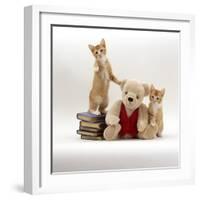 Domestic Cat, Two Red Kittens with Cream Teddy Bear in Red Waistcoat-Jane Burton-Framed Photographic Print