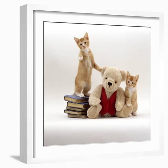 Domestic Cat, Two Red Kittens with Cream Teddy Bear in Red Waistcoat-Jane Burton-Framed Photographic Print