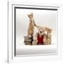 Domestic Cat, Two Red Kittens with Cream Teddy Bear in Red Waistcoat-Jane Burton-Framed Photographic Print