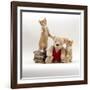 Domestic Cat, Two Red Kittens with Cream Teddy Bear in Red Waistcoat-Jane Burton-Framed Photographic Print