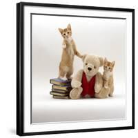 Domestic Cat, Two Red Kittens with Cream Teddy Bear in Red Waistcoat-Jane Burton-Framed Photographic Print