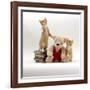 Domestic Cat, Two Red Kittens with Cream Teddy Bear in Red Waistcoat-Jane Burton-Framed Photographic Print