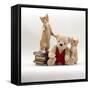 Domestic Cat, Two Red Kittens with Cream Teddy Bear in Red Waistcoat-Jane Burton-Framed Stretched Canvas