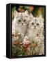 Domestic Cat, Two Silvertabby Persian Kittens Among Michaelmas Dasies and Rose Hip-Jane Burton-Framed Stretched Canvas