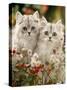 Domestic Cat, Two Silvertabby Persian Kittens Among Michaelmas Dasies and Rose Hip-Jane Burton-Stretched Canvas