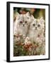 Domestic Cat, Two Silvertabby Persian Kittens Among Michaelmas Dasies and Rose Hip-Jane Burton-Framed Photographic Print