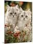 Domestic Cat, Two Silvertabby Persian Kittens Among Michaelmas Dasies and Rose Hip-Jane Burton-Mounted Photographic Print