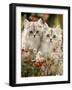 Domestic Cat, Two Silvertabby Persian Kittens Among Michaelmas Dasies and Rose Hip-Jane Burton-Framed Photographic Print