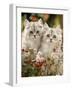 Domestic Cat, Two Silvertabby Persian Kittens Among Michaelmas Dasies and Rose Hip-Jane Burton-Framed Photographic Print