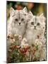 Domestic Cat, Two Silvertabby Persian Kittens Among Michaelmas Dasies and Rose Hip-Jane Burton-Mounted Photographic Print