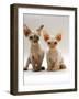 Domestic Cat, Two Tortoiseshell Devon Si-Rex Kittens-Jane Burton-Framed Photographic Print