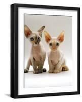 Domestic Cat, Two Tortoiseshell Devon Si-Rex Kittens-Jane Burton-Framed Photographic Print