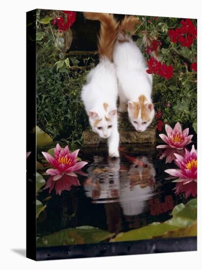 Domestic Cat, Two Turkish Van Kittens Watch and Try to Catch Goldfish in Garden Pond-Jane Burton-Stretched Canvas