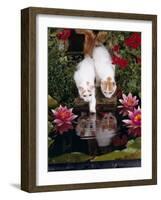 Domestic Cat, Two Turkish Van Kittens Watch and Try to Catch Goldfish in Garden Pond-Jane Burton-Framed Photographic Print