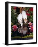 Domestic Cat, Two Turkish Van Kittens Watch and Try to Catch Goldfish in Garden Pond-Jane Burton-Framed Photographic Print