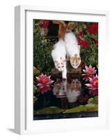 Domestic Cat, Two Turkish Van Kittens Watch and Try to Catch Goldfish in Garden Pond-Jane Burton-Framed Photographic Print