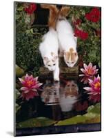 Domestic Cat, Two Turkish Van Kittens Watch and Try to Catch Goldfish in Garden Pond-Jane Burton-Mounted Photographic Print