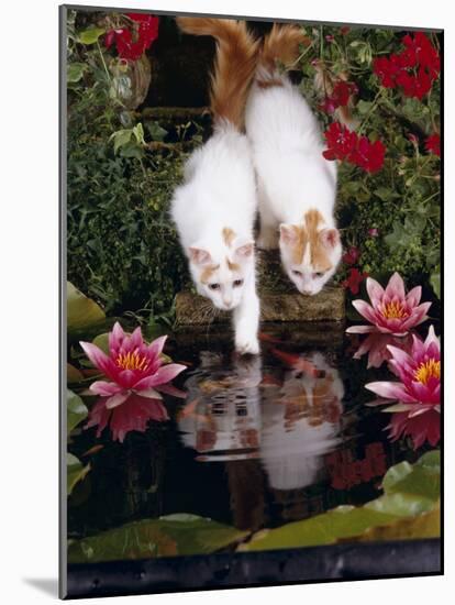 Domestic Cat, Two Turkish Van Kittens Watch and Try to Catch Goldfish in Garden Pond-Jane Burton-Mounted Photographic Print